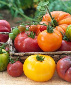 Replants de légumes greffés